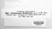 Gnomonia fimbriata image